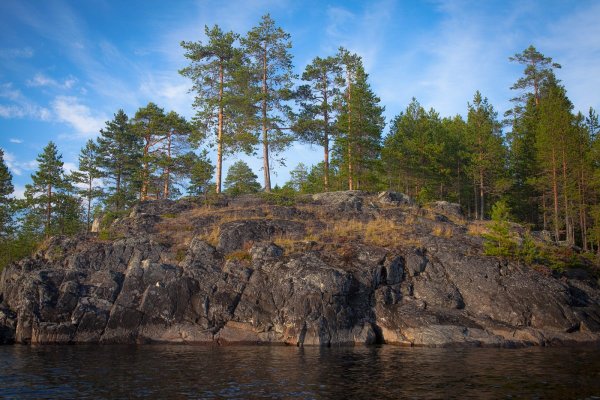 Сосновый лес Карелия