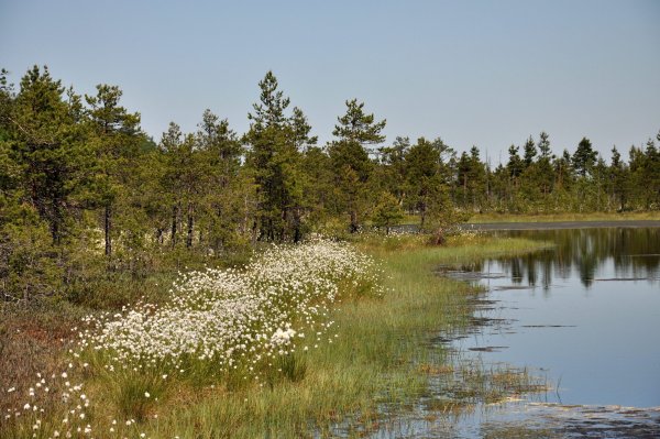 Озеро Вялье Мшинская