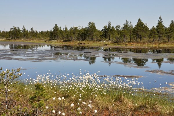 Озеро Мочалище Ленинградская область