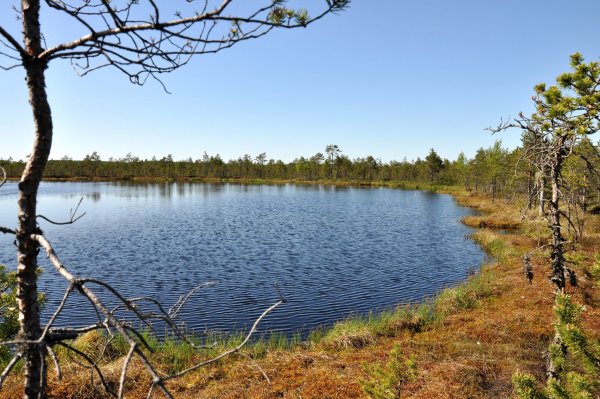 Озеро Вялье Ленинградская