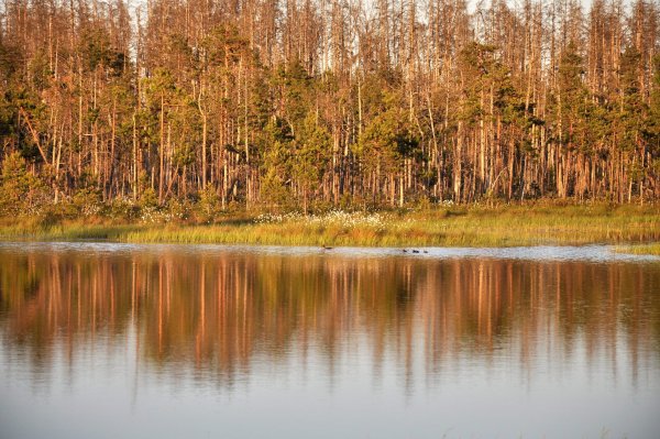 Озеро Мочалище Ленинградская область