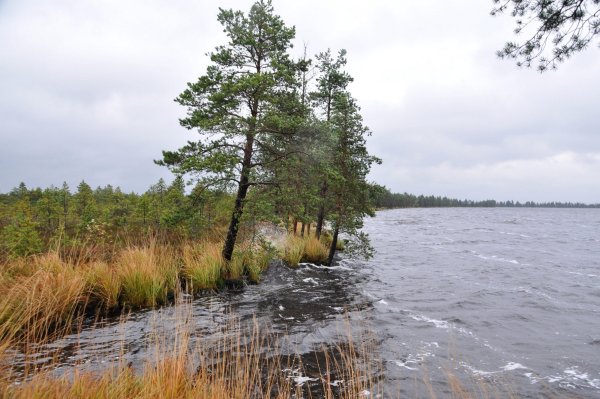 Озеро Мочалище Ленинградская область