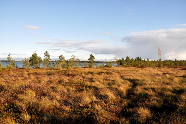 Озеро Вялье Гатчинский район