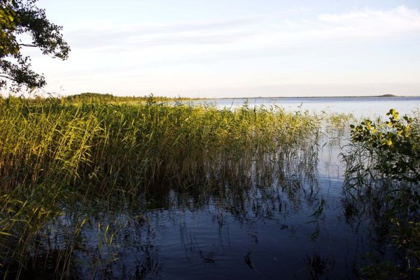 Мшинское болото