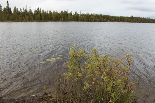 Озеро большое Стречное Демидовский район