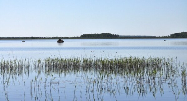 Озеро Вялье Ленинградская область