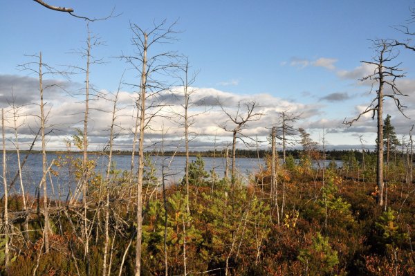 Озеро Вялье Ленинградская область