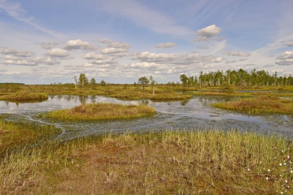 Озеро Вялье Ленинградская область