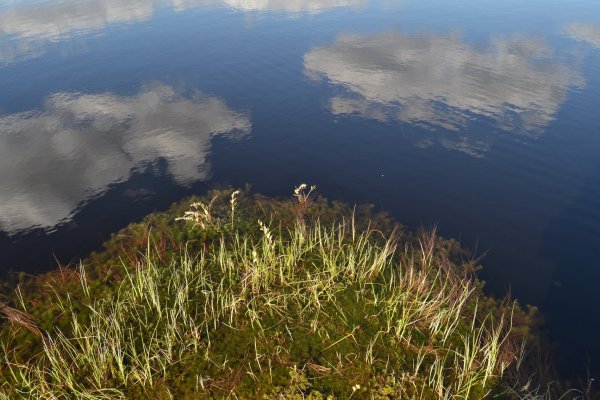 Озеро Вялье Ленинградская область