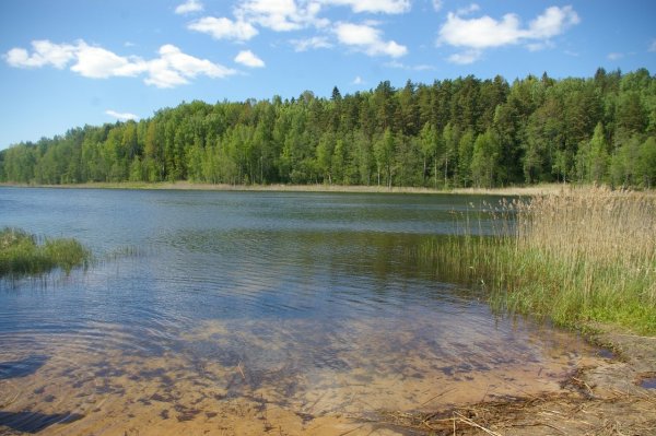 Озеро Омчино Лужский район