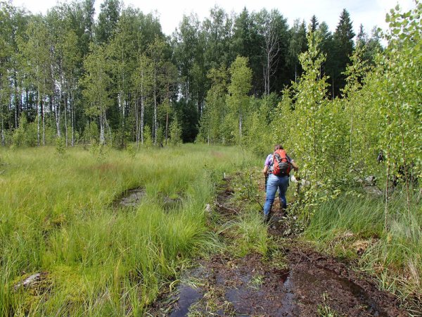 Заказник Мшинское Вялье
