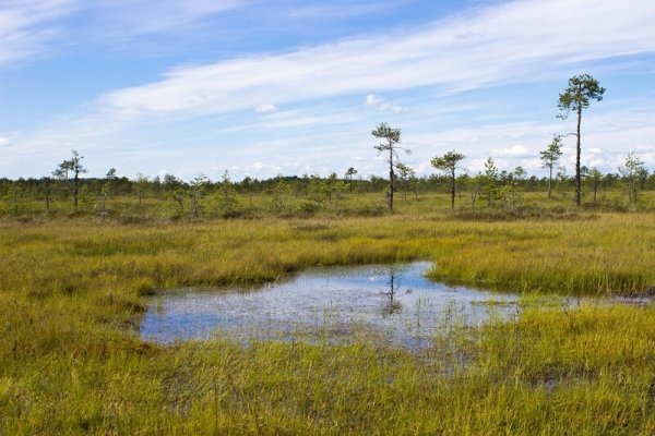 Мшинское болото