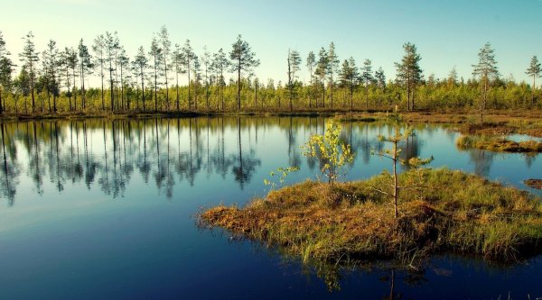 Озеро Мочалище Тихвинский район
