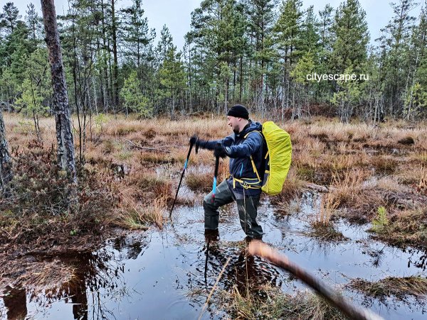 Рдейское болото Псковская область