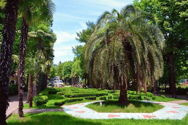 Сочи Ривьера пальмы