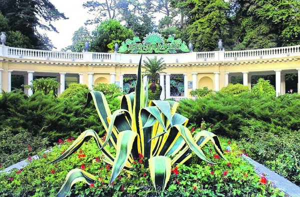 Сочи парк Дендрарий растения