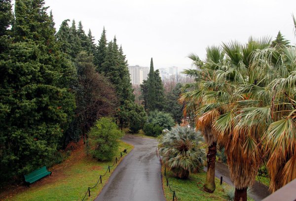 Парк Дендрарий Сочи
