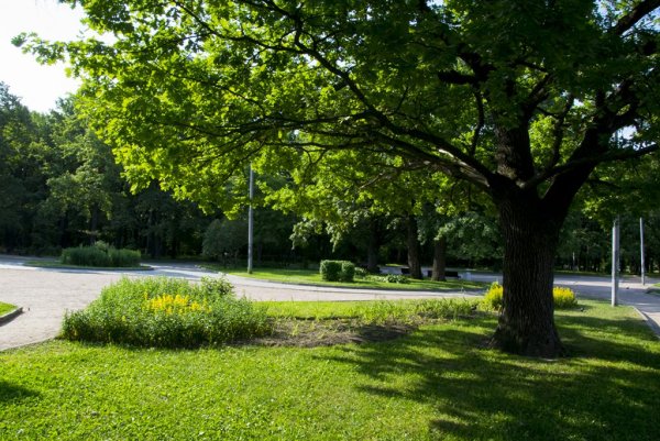 Парк Северные Дубки Москва