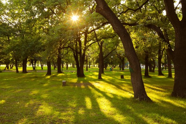Парк Дубки Малоярославец