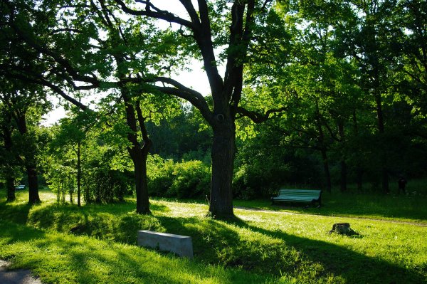 Сестрорецкий парк Дубки
