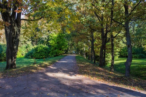 Парк Дубковский Сестрорецк