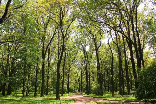 Парк Дубки Тимирязевская