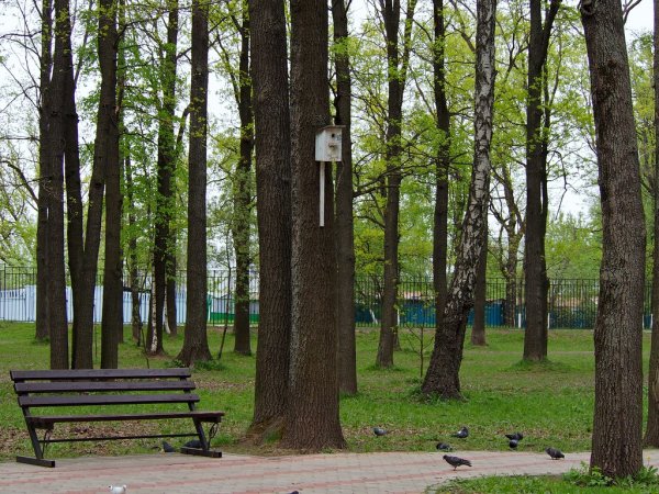 Лесопарк Дубки Подольск