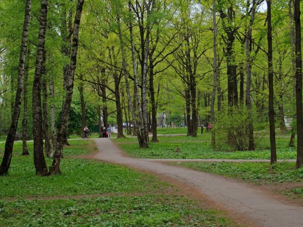 Парк Дубки Чехов Троицкое
