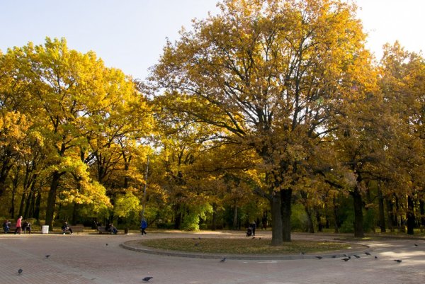 Парк Дубки Химки осень