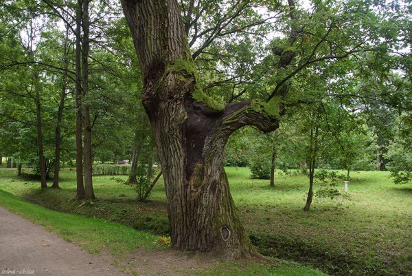 Дуб черешчатый парк Дубки