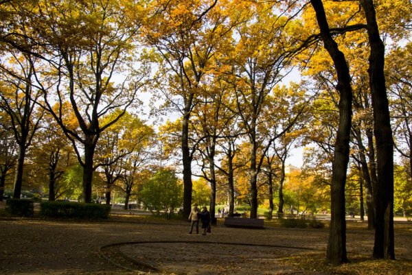 Парк Дубки осенью Химки