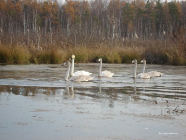 Село озеро Петровское Троицкого района Алтайского края