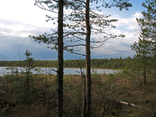 Борки озеро Жеребенец