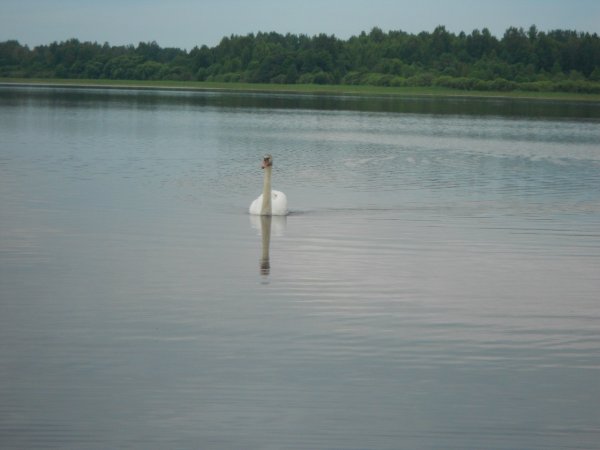 Озеро Петровское Коломенский район