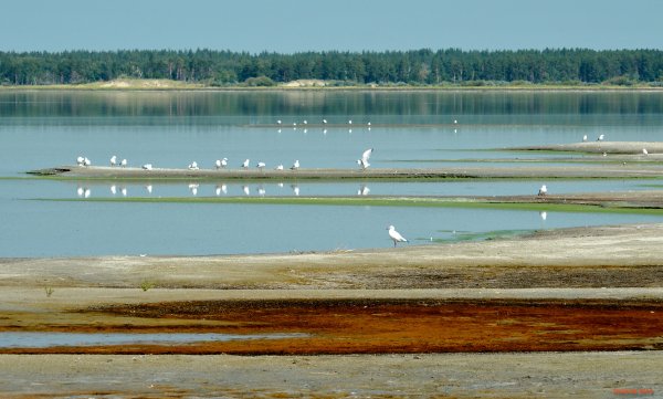 Озеро горькое-Перешеечное Алтайский край