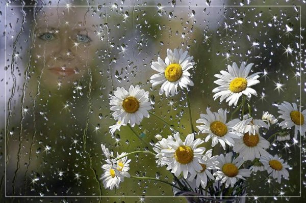 Ромашки и дождь