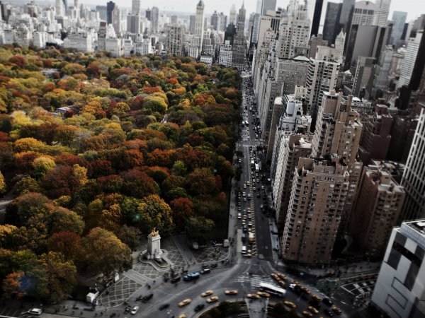 Централ парк Нью-Йорк деревья