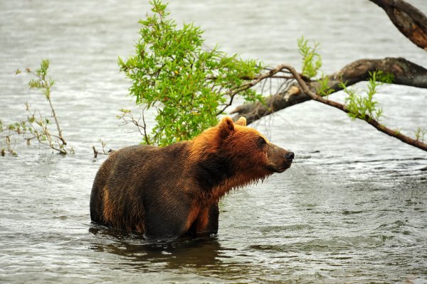 Медведь охотится