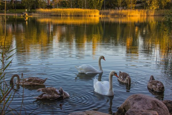 Река лебедь