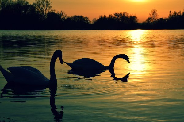 Закат на озере лебедями