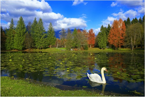 Лесное озеро с лебедями