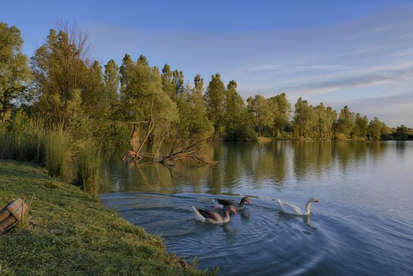 Птицы озера Селигер