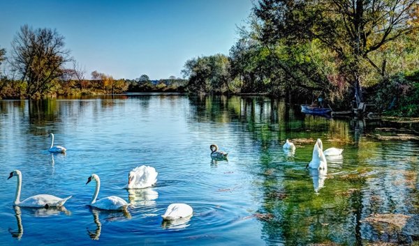 Красивое озеро с утками