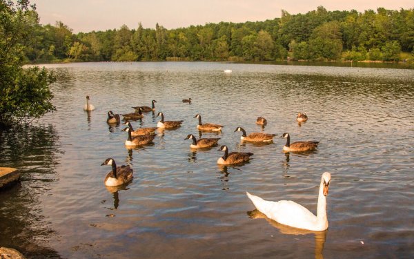 Птицы на пруду