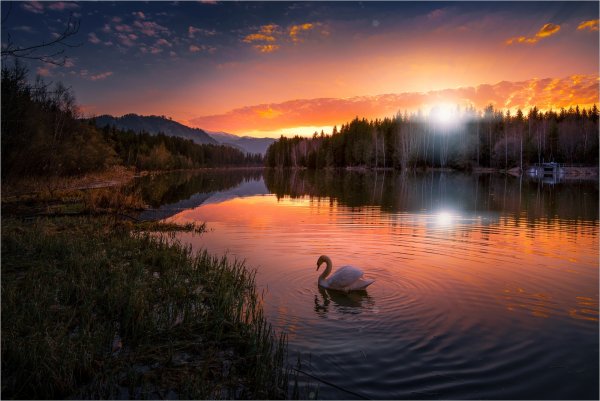 Лес озеро птицы