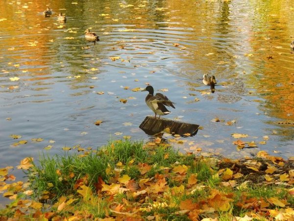 Уточки в пруду