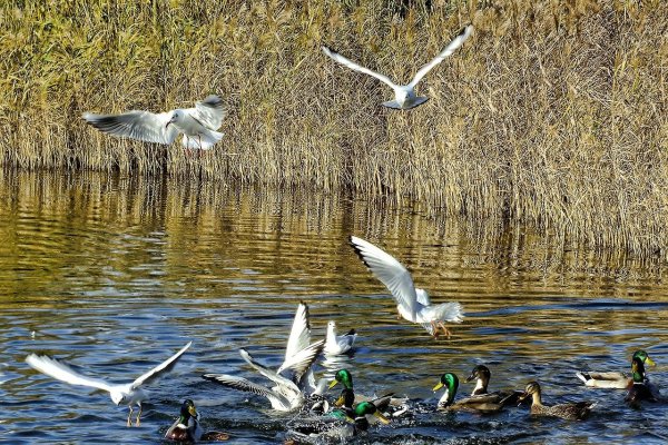 Птицы над рекой