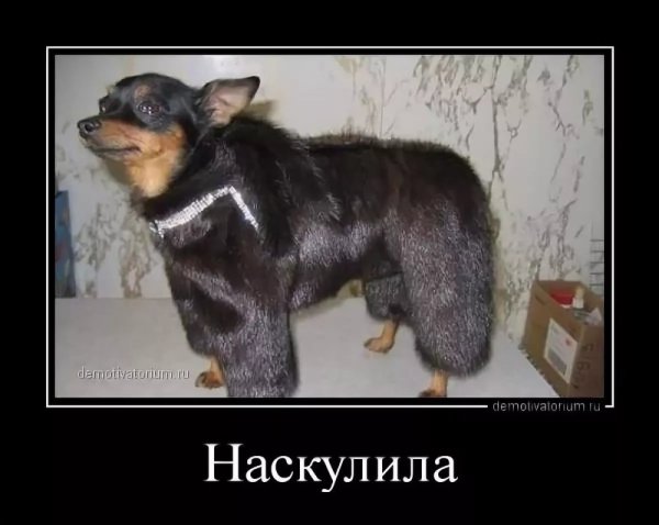 Собака в шуьк наскуоиоа