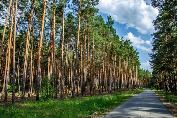 Пикник-парк Белгород