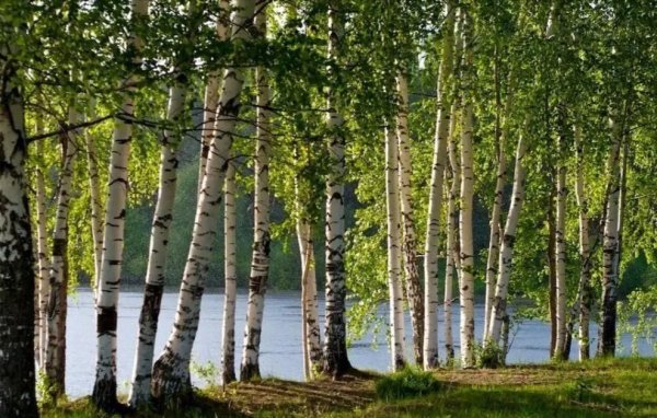 Березовая роща с озером